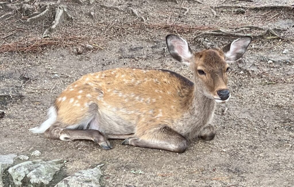 奈良公園