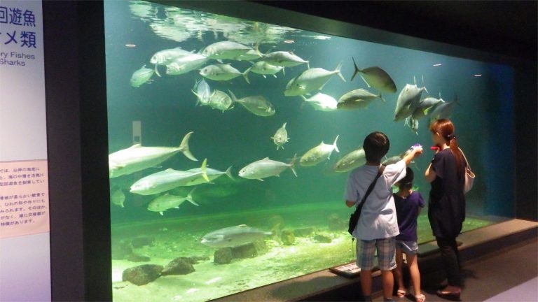 京都大学白浜水族館 雨の日